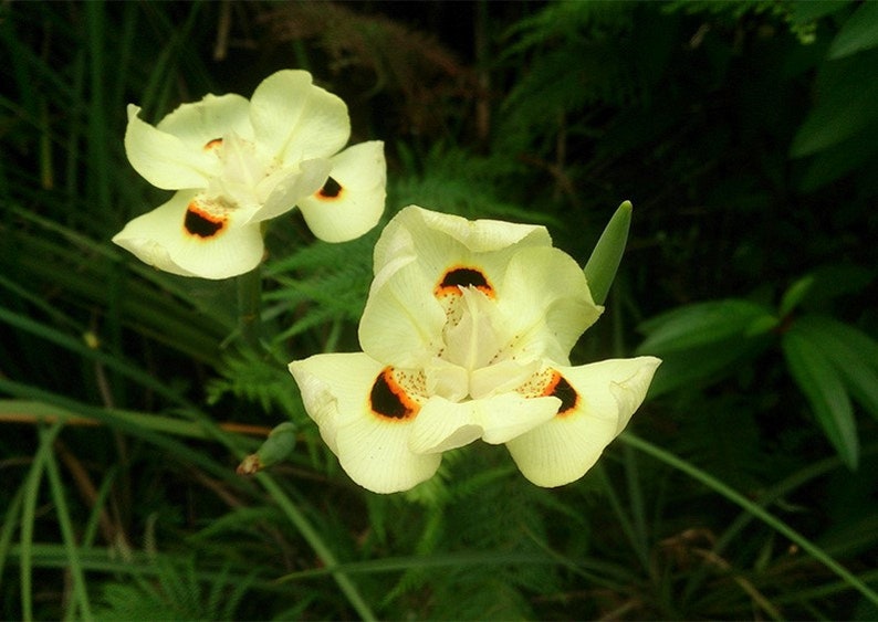 Yellow African Iris Butterfly Lily 6 Pot Live Plant Etsy