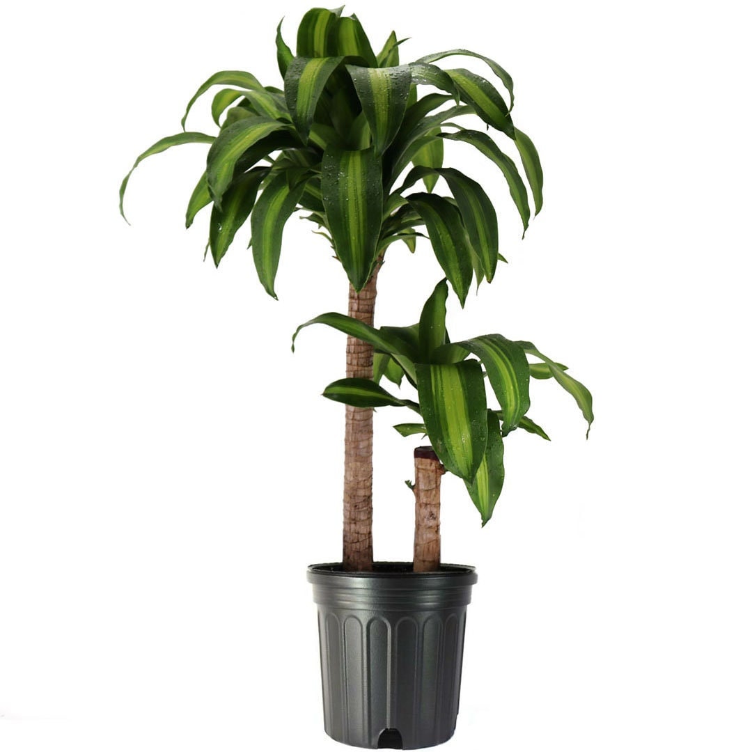 Dracaena Massangeana Corn Plant 10 Potlarge Etsy