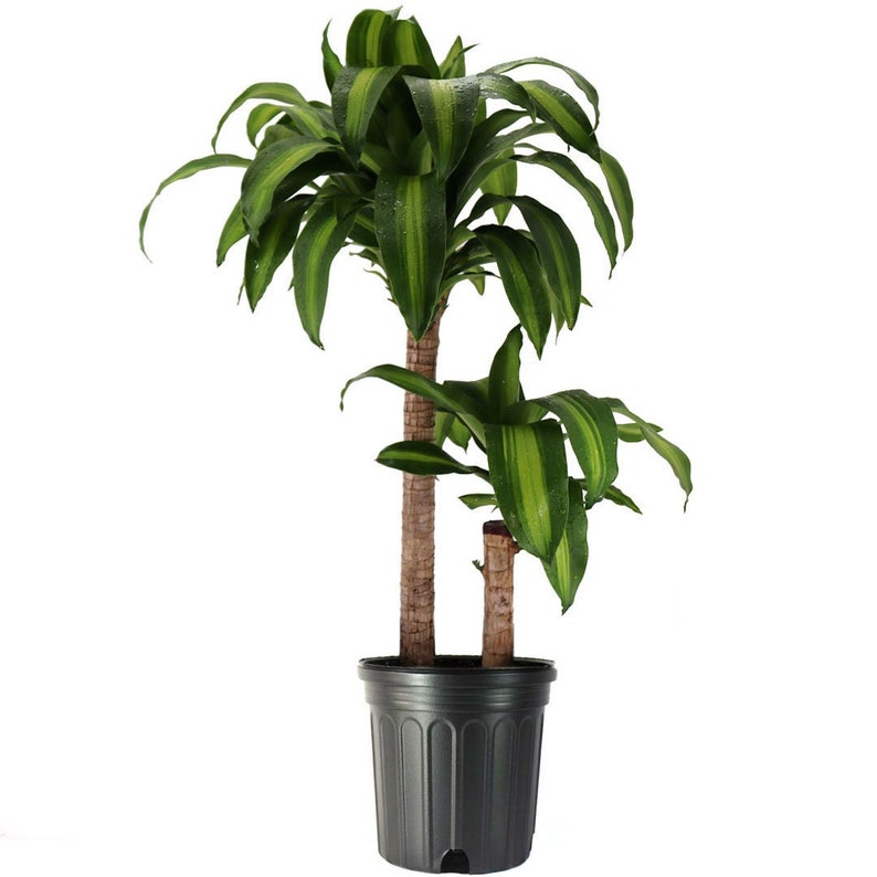 Dracaena Massangeana Live Corn Plant, 10 Pot,Large Indoor House Plant Live Tree & Easy Care Air Purifying Plant image 1