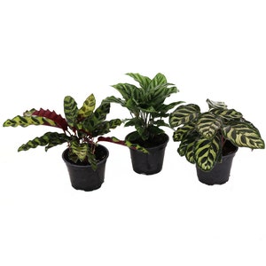 Assorted Calathea 3pk, Indoor/Outdoor Low Light, Pet Safe Air Purifying Houseplant, Live Prayer Plant, 4" Pots