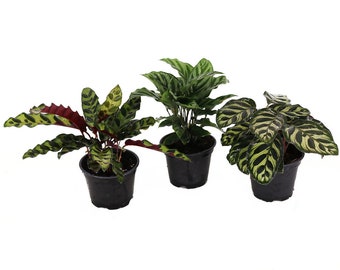 Assorted Calathea 3pk, Indoor/Outdoor Low Light, Pet Safe Air Purifying Houseplant, Live Prayer Plant, 4" Pots