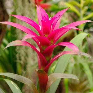 Bromeliad Guzmania Growers Pick Live Plant, 6 Pot, Assorted Colors, Pink, Red, Purple, Yellow, Orange image 4