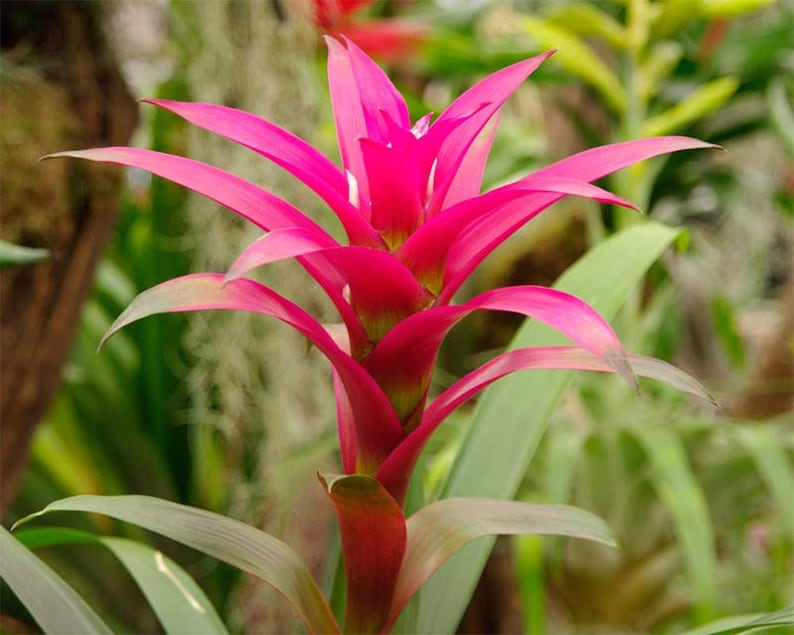 Bromeliad Guzmania Growers Pick Live Plant, 6 Pot, Assorted Colors, Pink, Red, Purple, Yellow, Orange image 4