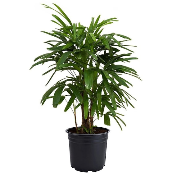 Lady Palm Rhapis Excelsa Indoor or Outdoor Live Plant 6 - Etsy Israel