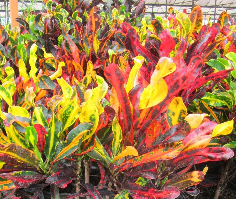 Mammy Croton Live Plant IndoorOutdoor Air Purifier! 6 1 Gallon Pot