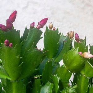 Christmas Cactus Zygocactus Assorted Colors Live Plant, 6 Pot, Growers Choice Pink, Deep Purple, White image 3