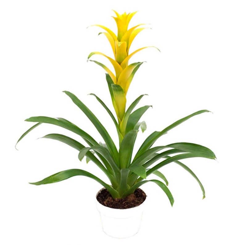 Bromeliad Guzmania Growers Pick Live Plant, 6 Pot, Assorted Colors, Pink, Red, Purple, Yellow, Orange image 7