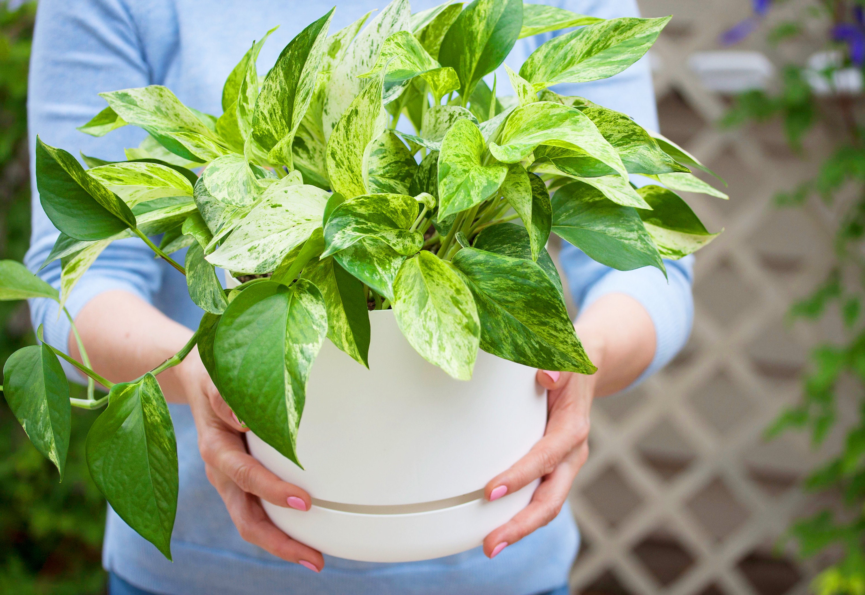 Details about   LIVE Marble Queen Pothos in growers pot variegated indoor vine plant