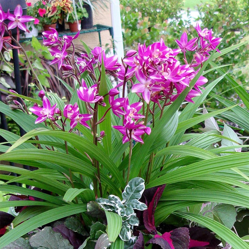 Ground Orchid Spathoglottis Plicata Live Plant 6 Pot Etsy