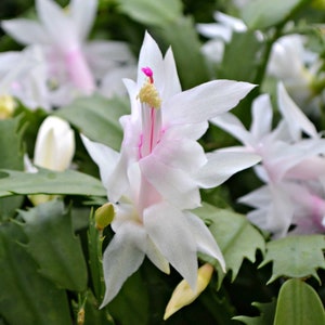 Christmas Cactus Zygocactus Assorted Colors Live Plant, 6 Pot, Growers Choice Pink, Deep Purple, White image 4