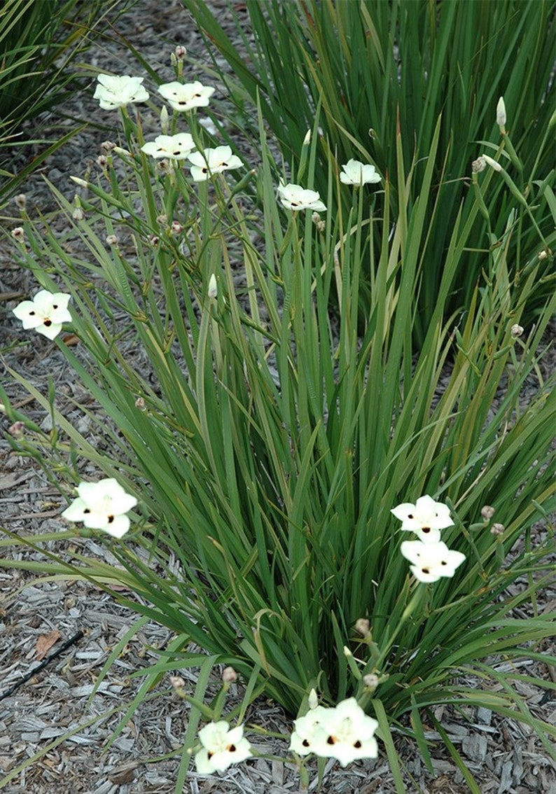 Yellow African Iris Butterfly Lily 6 Pot Live Plant Etsy