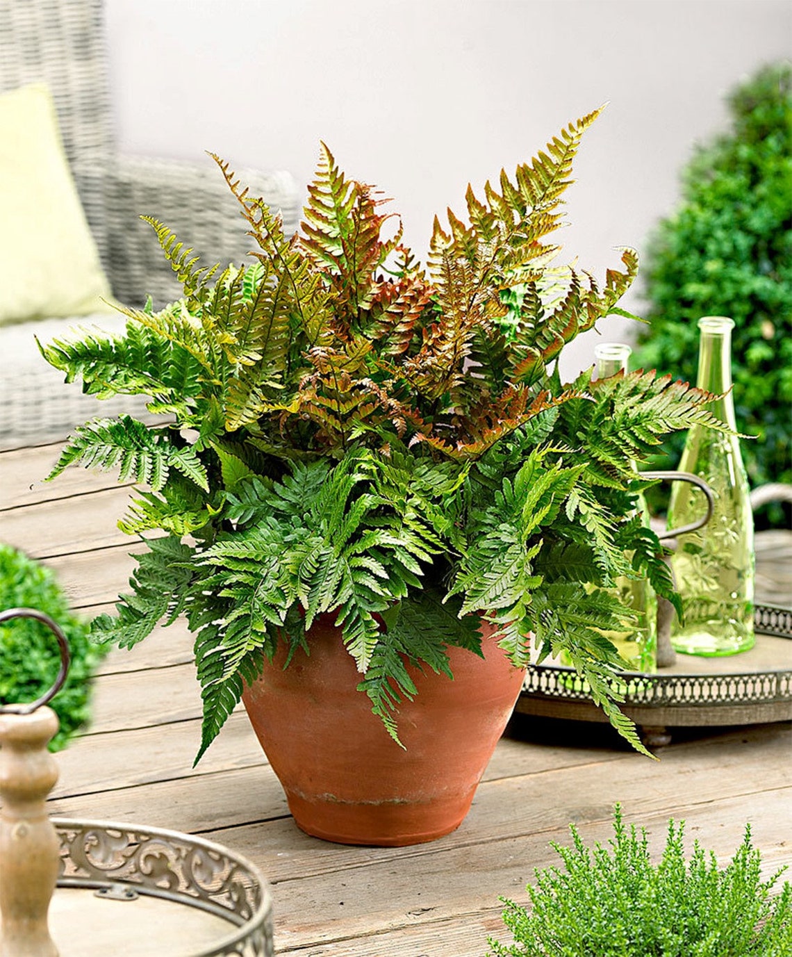 Autumn Fern Live Plant 6 1 Gallon Pot Indoor/Outdoor Etsy