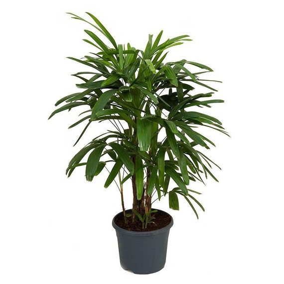 Lady Palm Rhapis Excelsa Indoor Outdoor Live Plant 10 Etsy