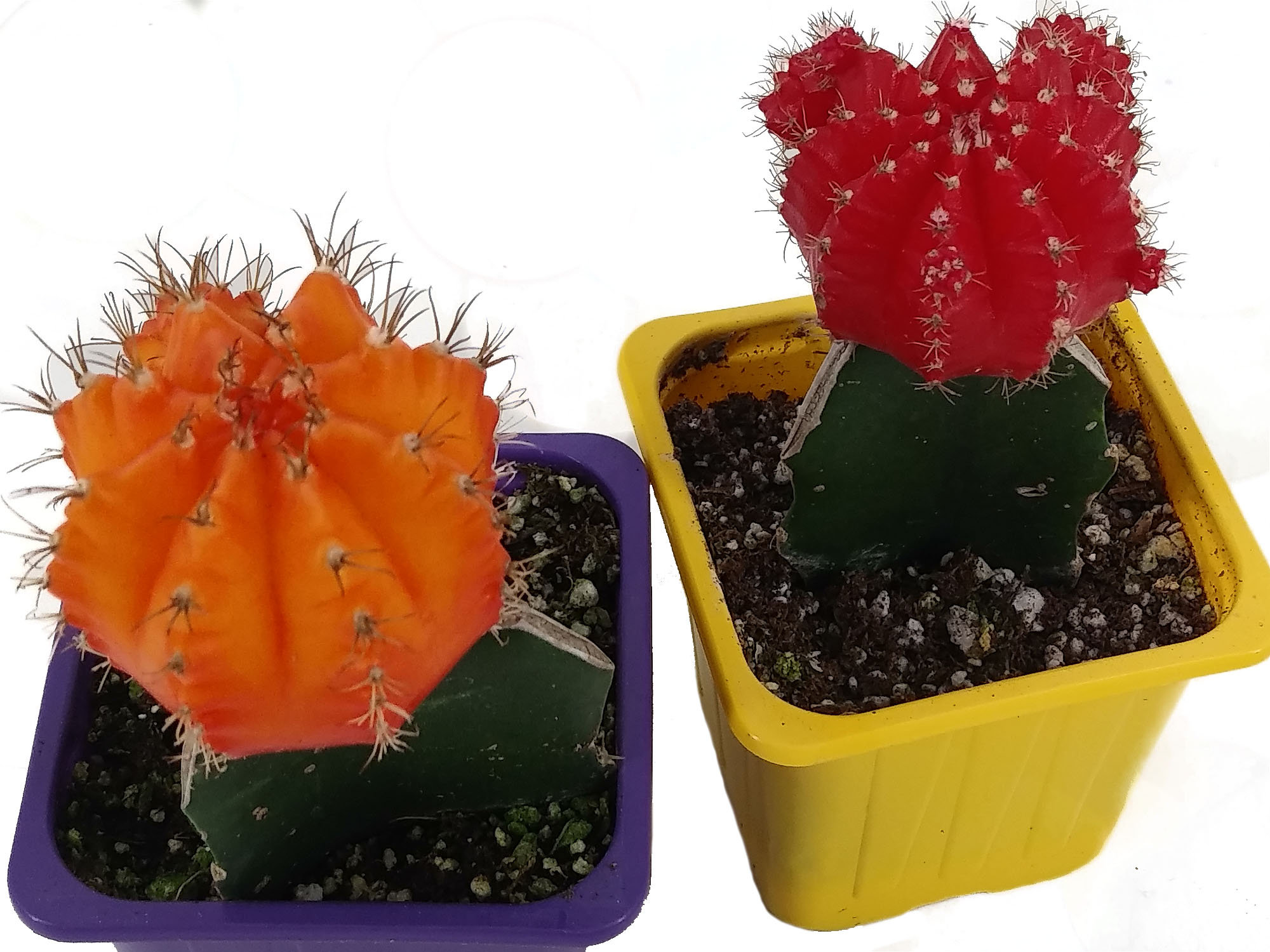 Grafted Color Top Cactus Live Plant 2 Pot Succulent | Etsy