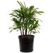 Lady Palm Rhapis Excelsa Indoor/Outdoor Live Plant, 10' Pot, Air Purifying Pet Safe Plant