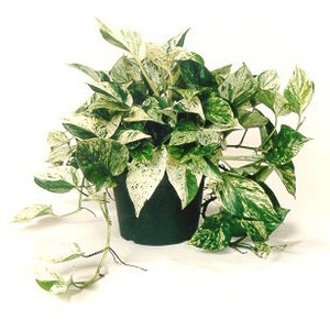 Marble Queen Pothos Indoor/Outdoor Live Plant, 6" Pot, Air Purifying Plant!
