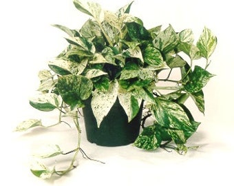 Marble Queen Pothos Indoor/Outdoor Live Plant, 4" Pot, Air Purifying Plant!