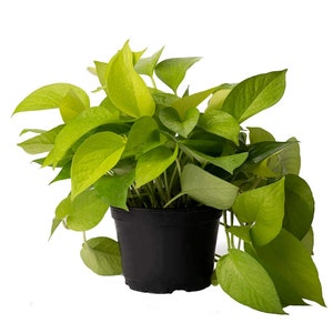 Neon Pothos Stunning High Color Live Plant, 6" Pot, Top Indoor Air Purifier