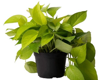 Neon Pothos Stunning High Color Live Plant, 6" Pot, Top Indoor Air Purifier