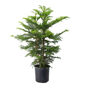 Norfolk Island Pine Tree Live Plant, 10 Pot, Adorable Indoor Air Purifying Houseplant image 1