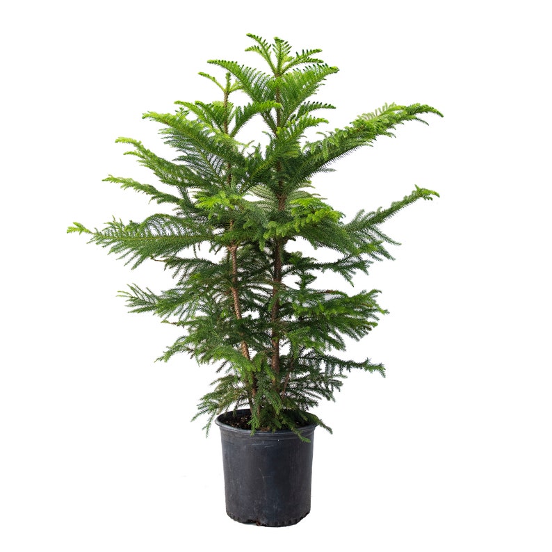 Norfolk Island Pine Tree Live Plant, 10 Pot, Adorable Indoor Air Purifying Houseplant image 1