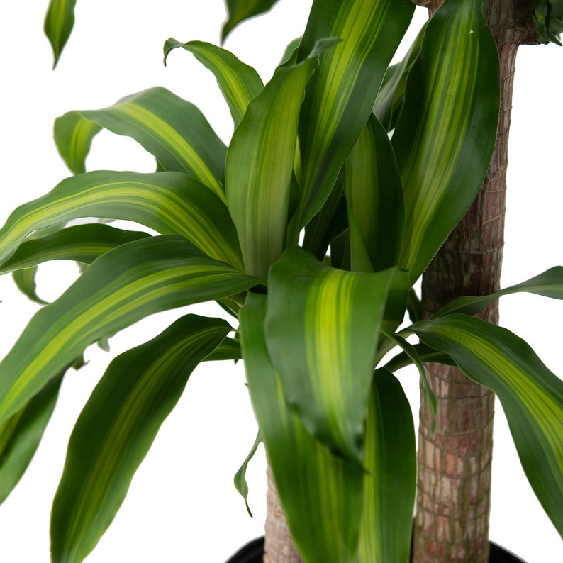 Dracaena Massangeana Live Corn Plant, 10 Pot,Large Indoor House Plant Live Tree & Easy Care Air Purifying Plant image 5