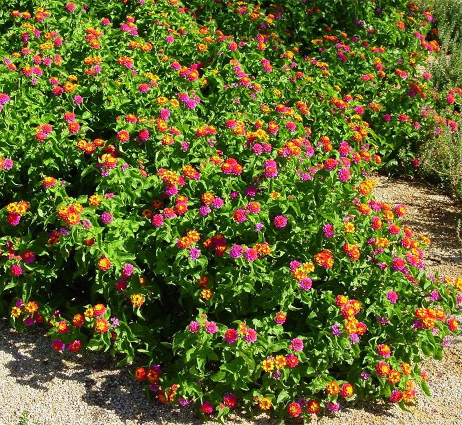 Confetti Lantana Plant Live Plant 6 Pot Multicolor Etsy