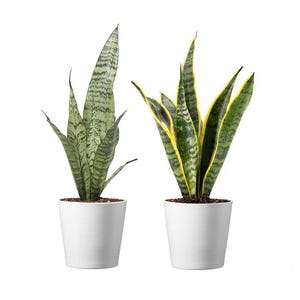 Snake Plants, Live Green & Yellow Sansevieria, Two Pack of 4-Inch, Includes Stylish Pot Covers