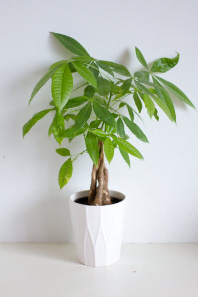 Braided Money Tree Indoor Air Purifier Live Houseplant Etsy