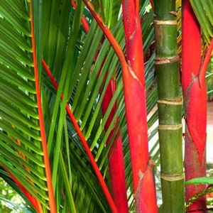 Lipstick Palm Sealing Wax Palm, 10" Pot, Stunning Rare Indoor Houseplant