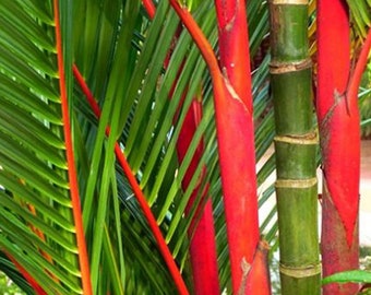 Lipstick Palm Sealing Wax Palm, 10" Pot, Stunning Rare Indoor Houseplant