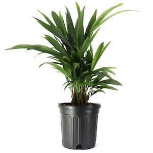 Lipstick Palm Sealing Wax Palm, 10" Pot, Stunning Rare Indoor Houseplant