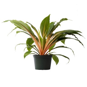 Rare Fire Flash Spider Mandarin Chlorophytum Live Plant, 6" Pot, Indoor Air Purifier