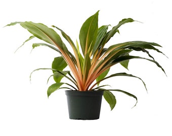 Rare Fire Flash Spider Mandarin Chlorophytum Live Plant, 6" Pot, Indoor Air Purifier