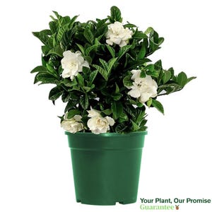 Gardenia Bush Veitchii Live Plant, 6&quot; Pot, Indoor/Outdoor Air Purifier