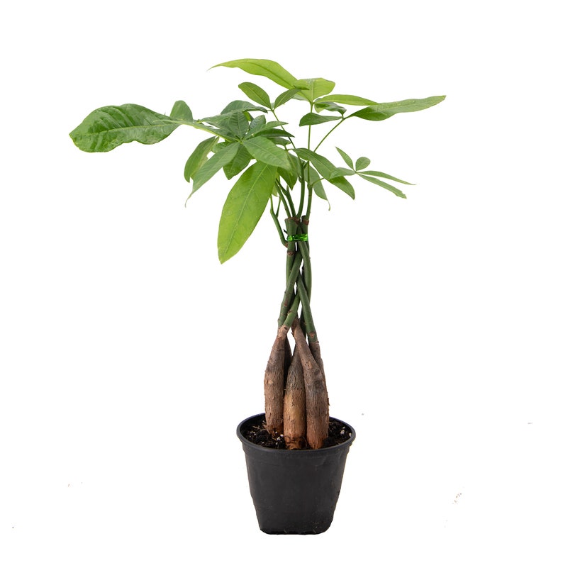 Braided Money Tree Indoor Air Purifier Live Houseplant Etsy