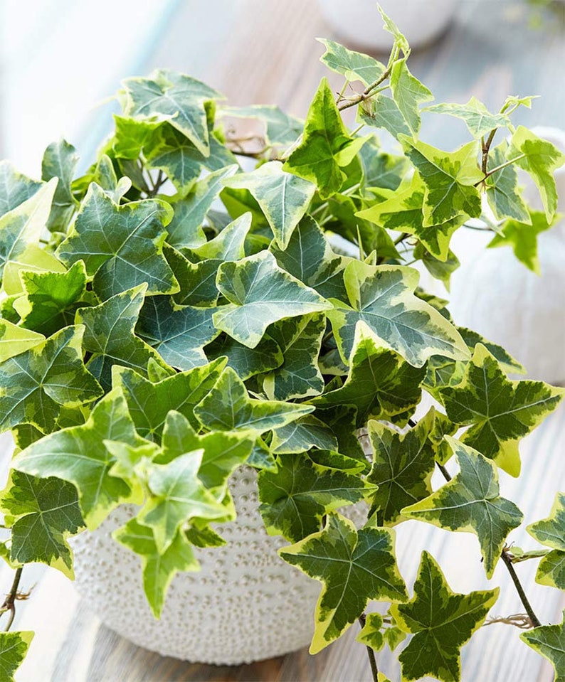 Artificial Silk Grape Ivy Plants Trailing plant Indoor outdoor