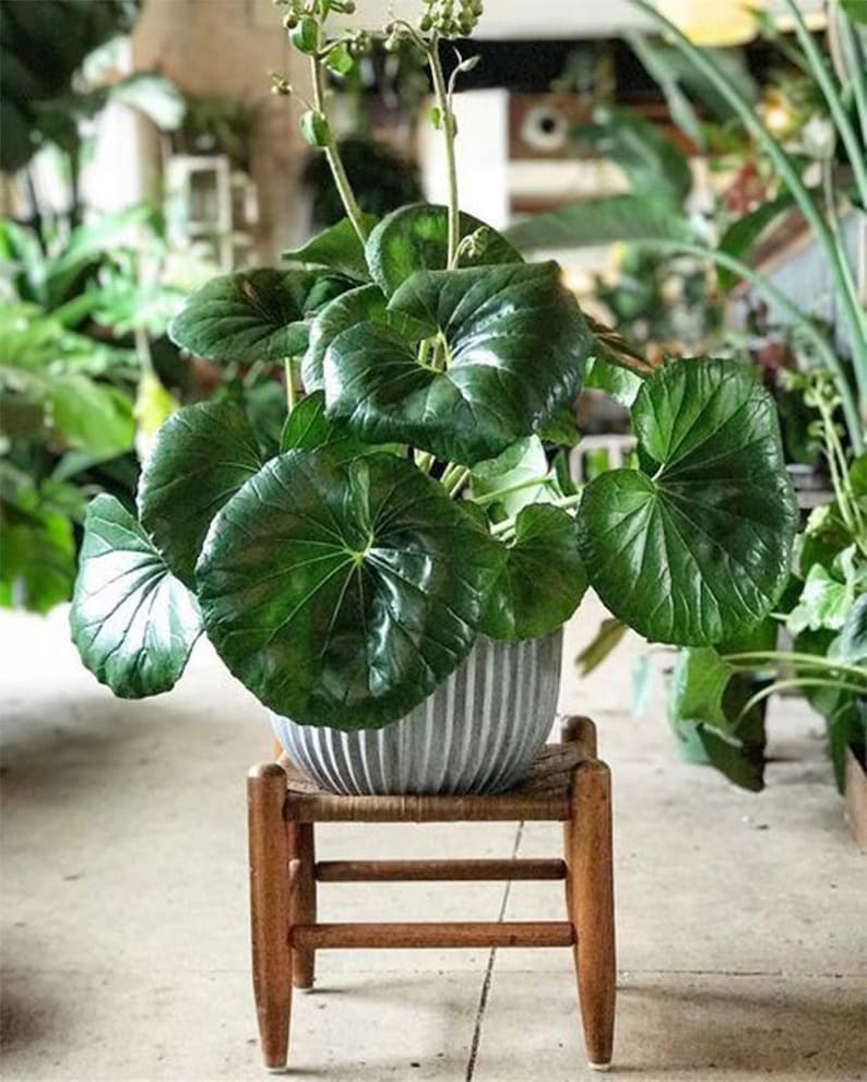 Farfugium Tractor Seat Giant Leopard Live Plant 3 Gallon Etsy