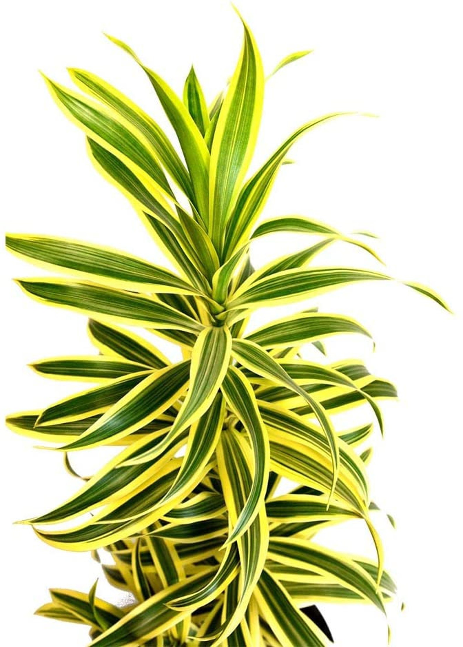 Song Of India Dracena