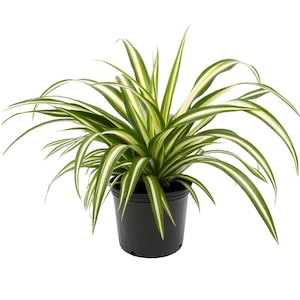 Spider Plant, 6" Pot, Top Indoor Air Purifying Plant