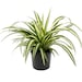 see more listings in the Trailing Plant section