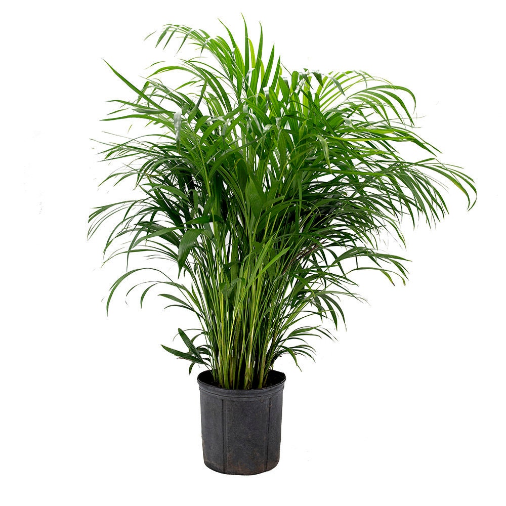 areca palm toxic
