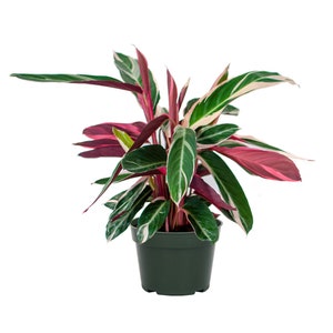 Tricolor Stromanthe Live Prayer Plant, 6" Pot, Easy Care Indoor Air Purifying Houseplant