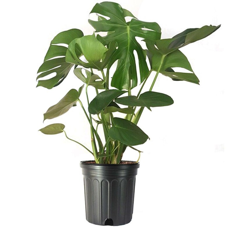 Monstera Deliciosa 10' Large Split Leaf Philodendron Live Indoor Outdoor House Plants, Large Low Light Plant, Fruit Producing 