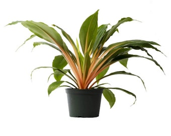 Rare Fire Flash Spider Mandarin Chlorophytum Live Plant, 6" Pot, Indoor Air Purifier