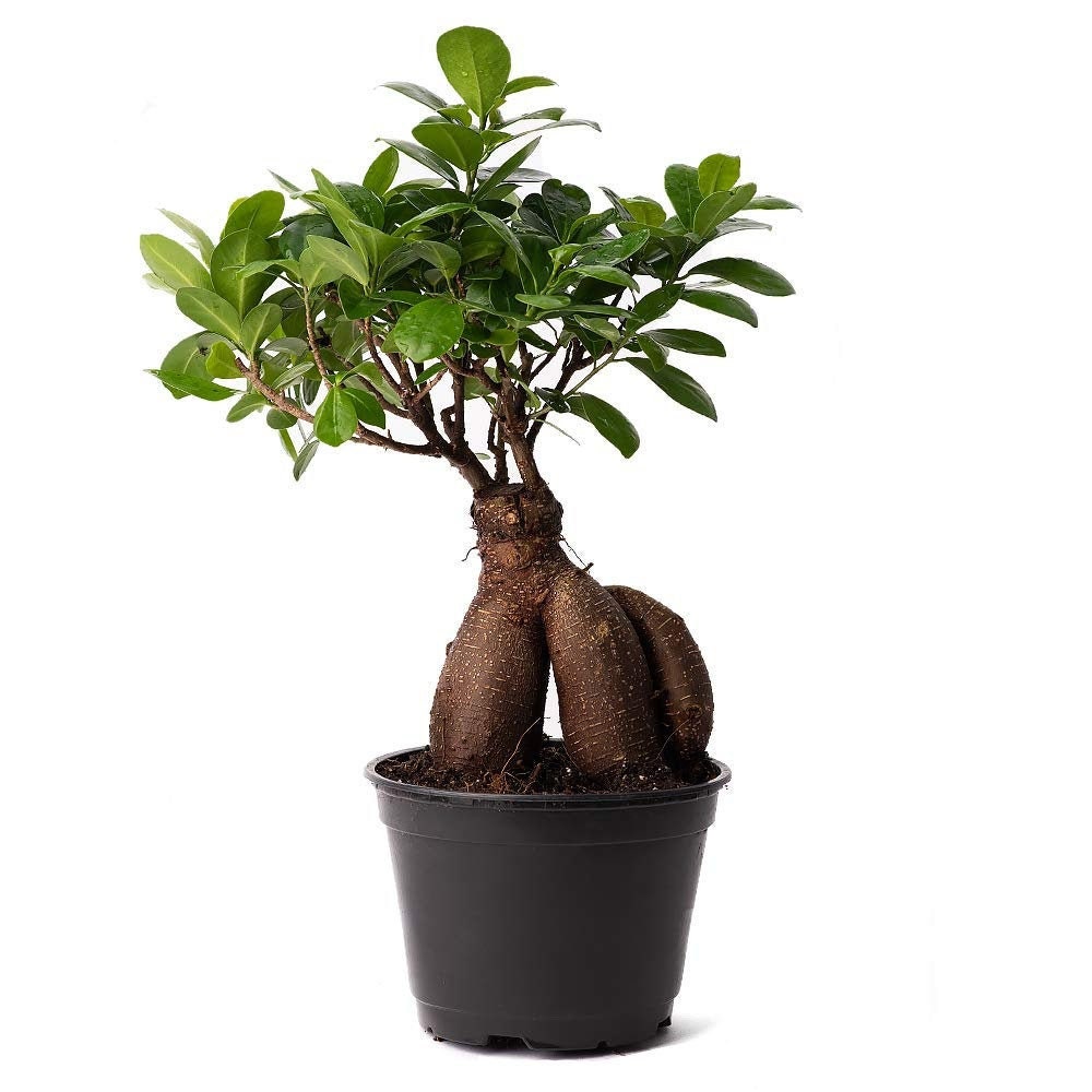 From You Flowers - Barbados Cherry Indoor Potted Bonsai For Birthday Anniversary Get Well Congratulations Thank You All Occasions