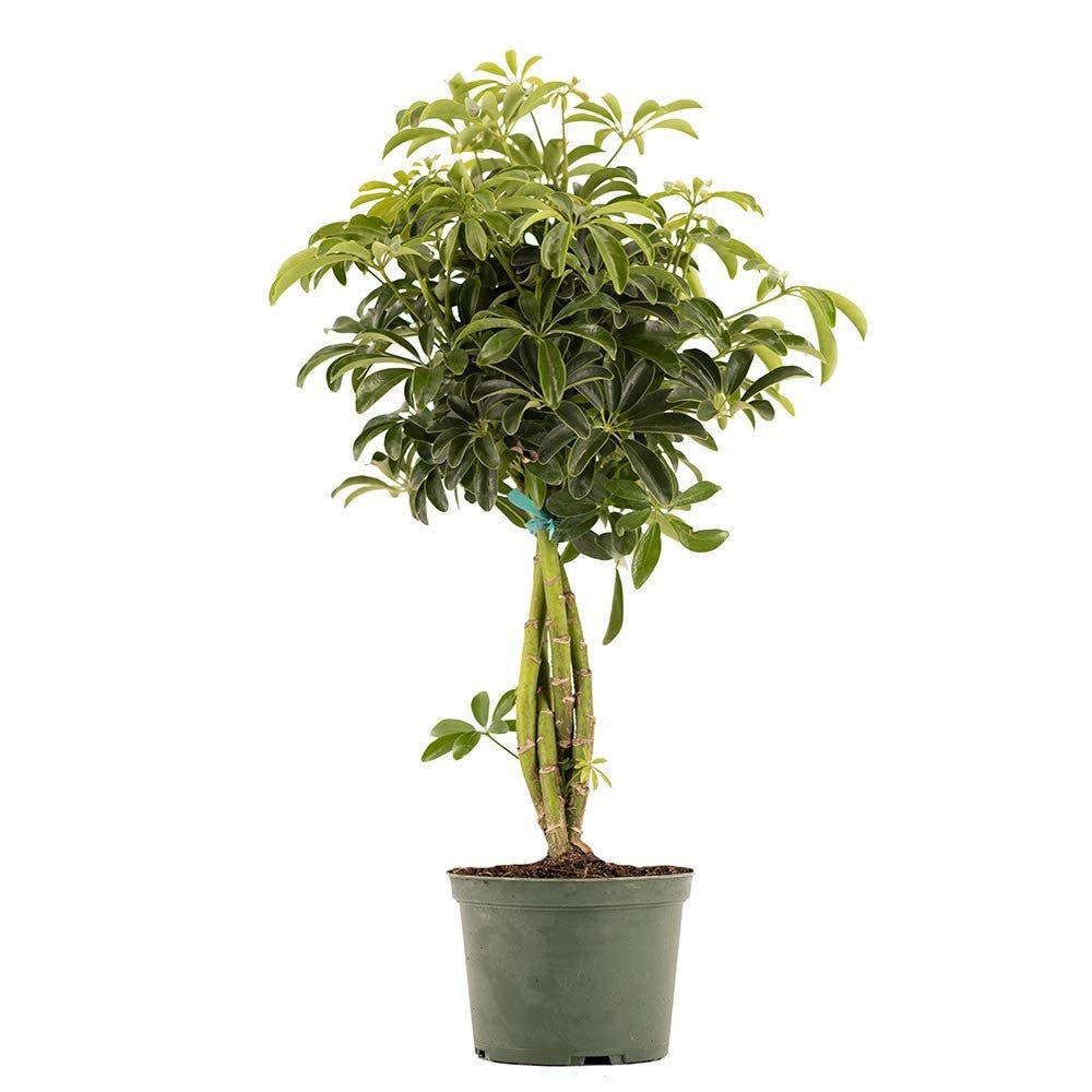 【特価】 Schefflera Nova - Etsy シェフレラ・ カポック