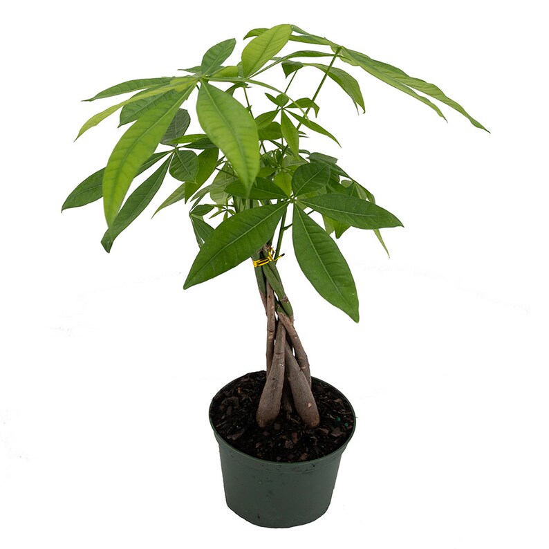 Braided Money Tree Indoor Air Purifier Live Houseplant Etsy
