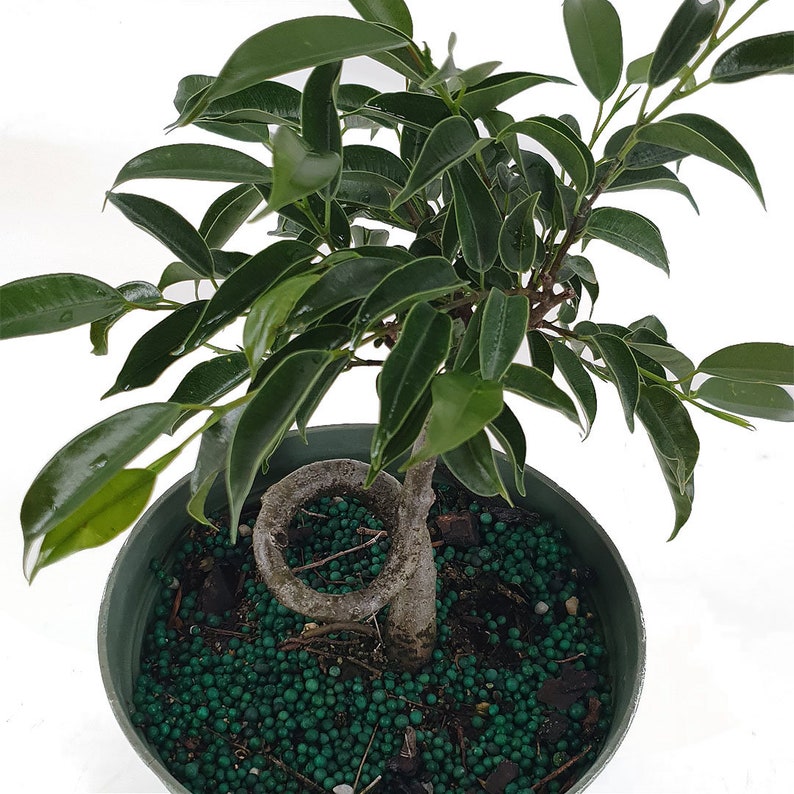 Ficus Oriental Coiled Trunk Bonsai 6 Pot Unique Indoor Etsy