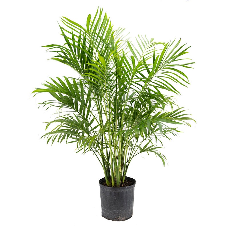 Cat Palm Tree Large Air Purifying Houseplant Pet Safe Live Etsy
